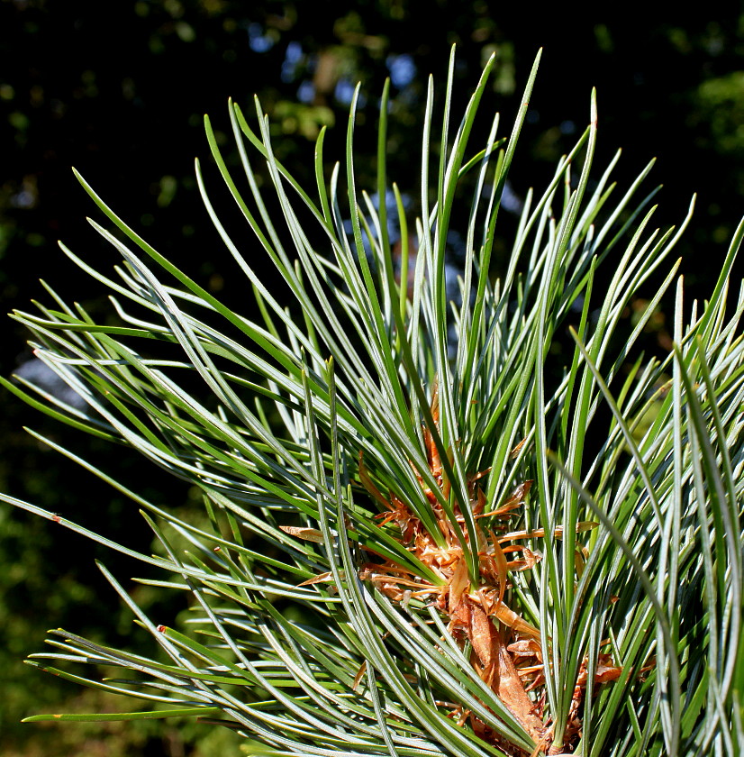 Изображение особи Pinus koraiensis.