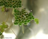 Azolla caroliniana