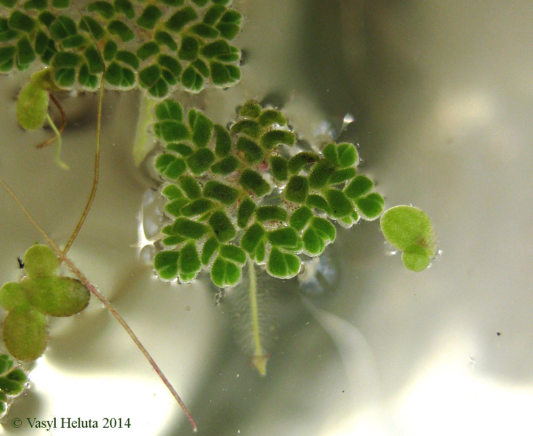 Изображение особи Azolla caroliniana.