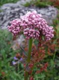 Valeriana sambucifolia. Соцветие с бутонами и первыми распустившимися цветками. Кольский полуостров, Восточный Мурман, губа Дальнезеленецкая. 27.07.2009.