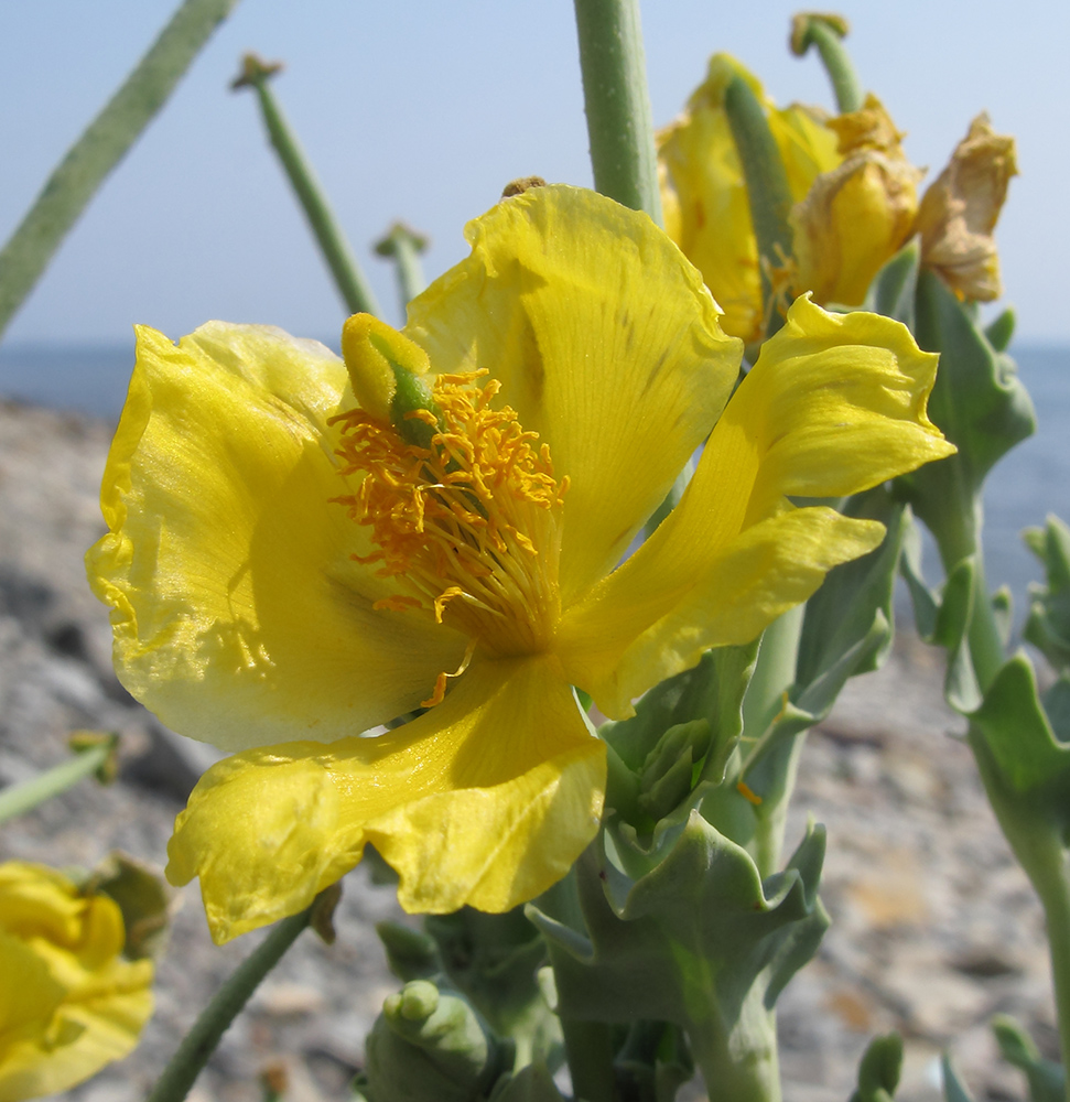 Изображение особи Glaucium flavum.