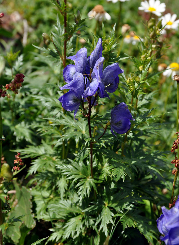 Изображение особи Aconitum cymbulatum.