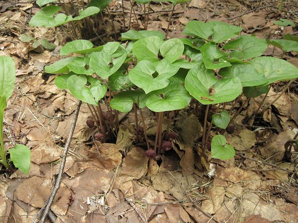 Image of Asarum heterotropoides specimen.