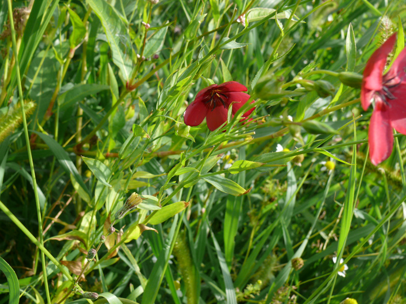 Image of Linum grandiflorum specimen.