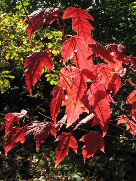 Image of Acer ginnala specimen.