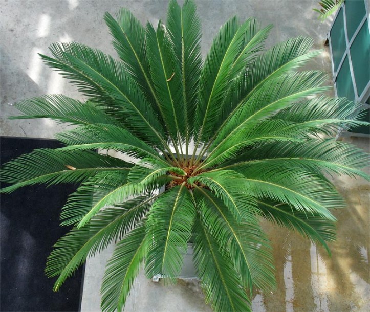 Image of Cycas revoluta specimen.