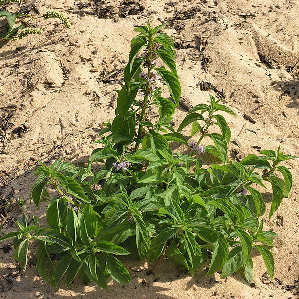Image of Mentha arvensis specimen.