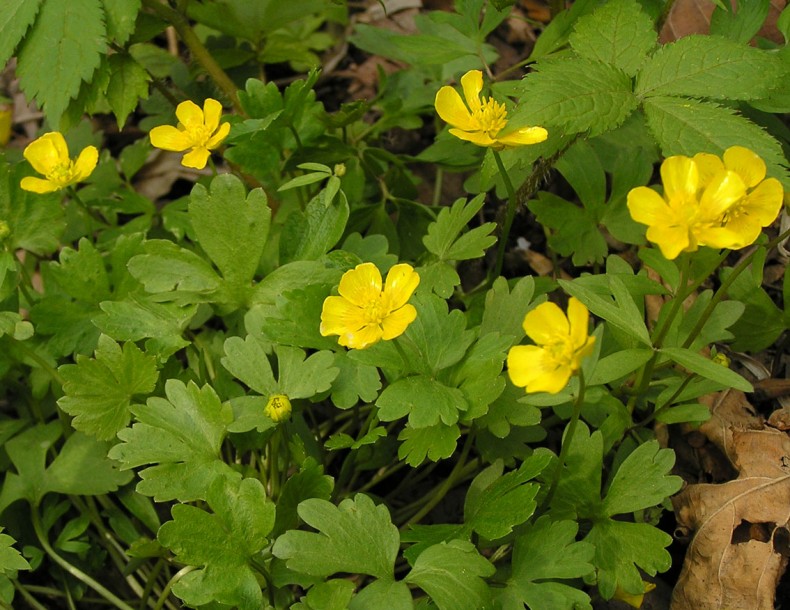 Image of Ranunculus franchetii specimen.