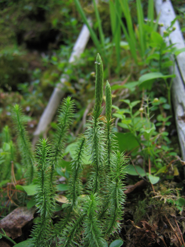 Изображение особи Lycopodium annotinum.