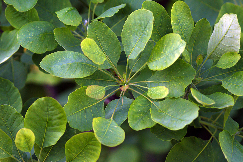 Image of Cotinus coggygria specimen.