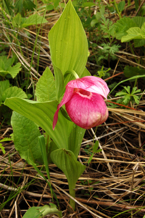 Изображение особи Cypripedium macranthos.