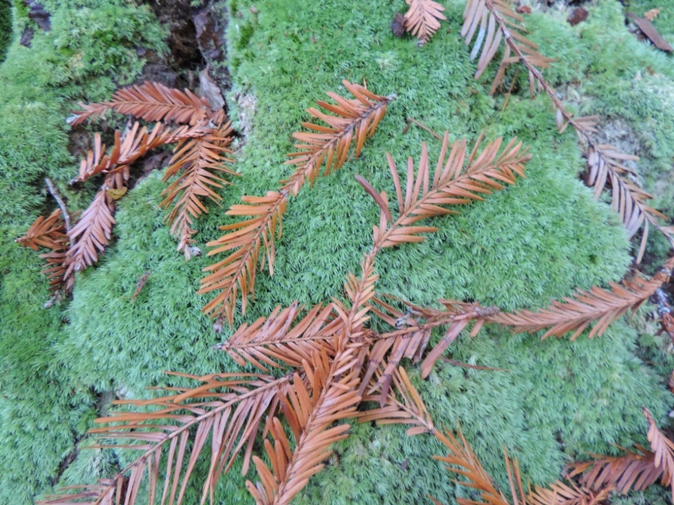 Image of Sequoia sempervirens specimen.