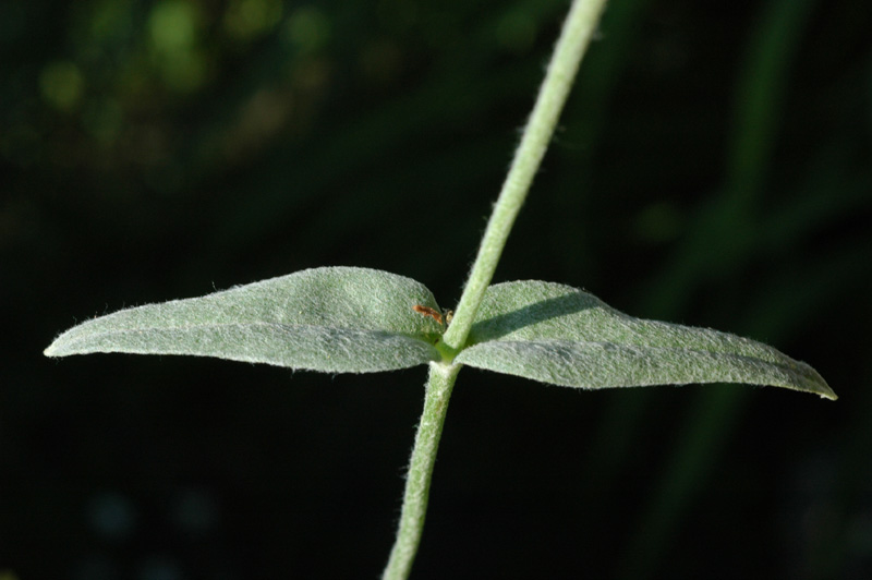Image of Cerastium tomentosum specimen.