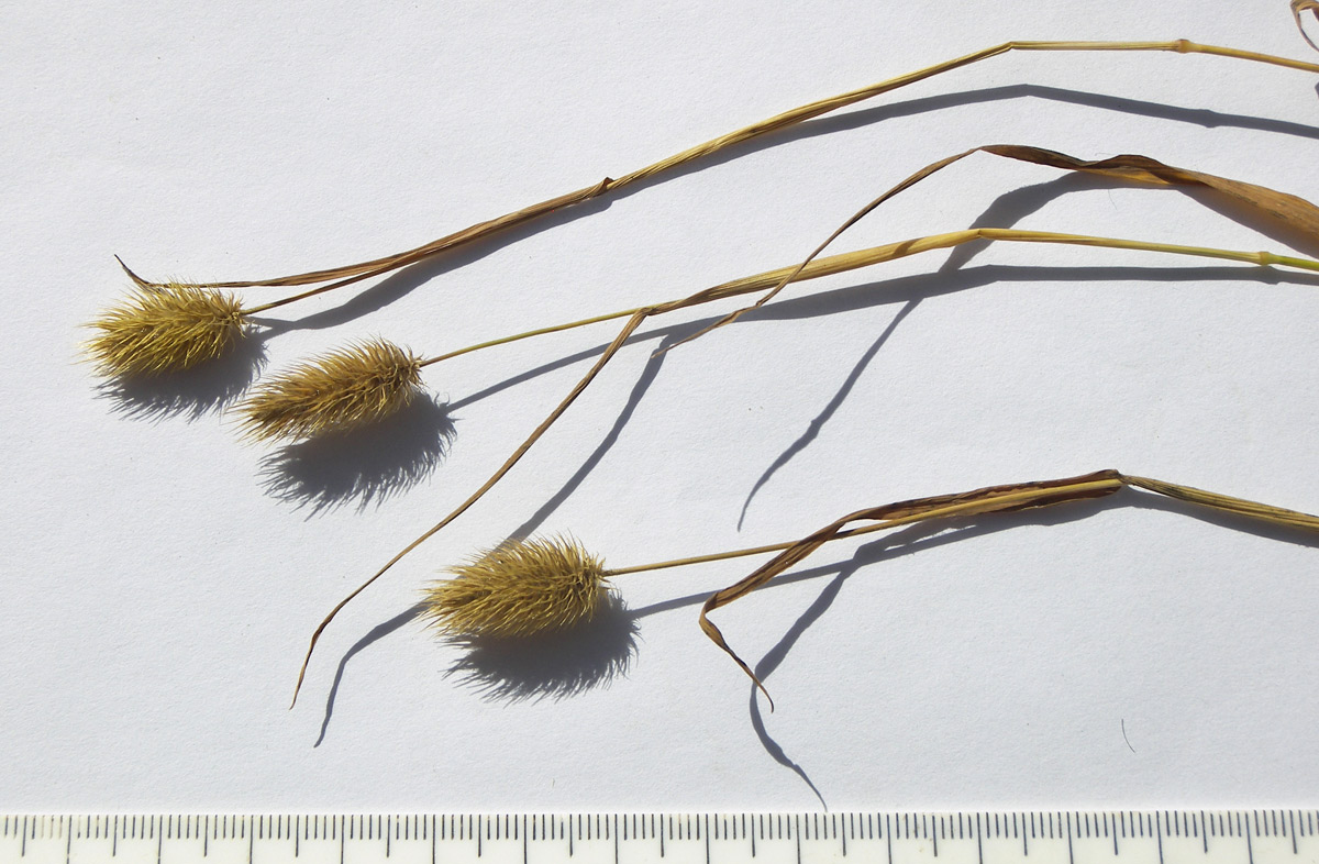 Image of Phleum alpinum specimen.