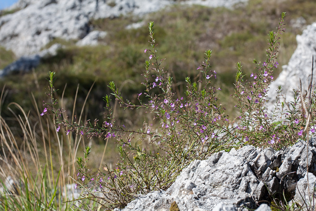 Image of Micromeria parviflora specimen.