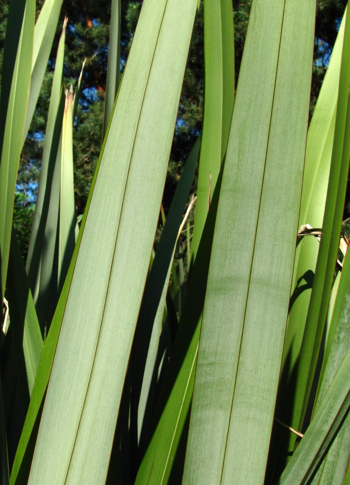 Image of Phormium tenax specimen.