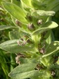 Ajuga laxmannii