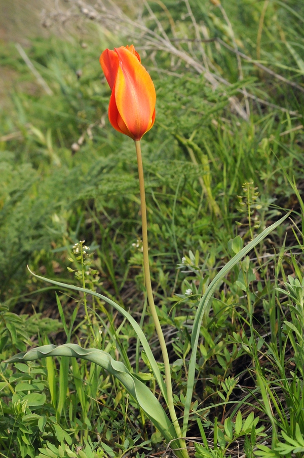 Image of Tulipa ostrowskiana specimen.