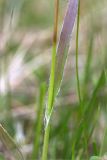 genus Luzula. Нижняя часть стебля с основанием листа. Кольский п-ов, Кандалакшский берег Белого моря, влажный низкий берег ручья. 23.06.2015.