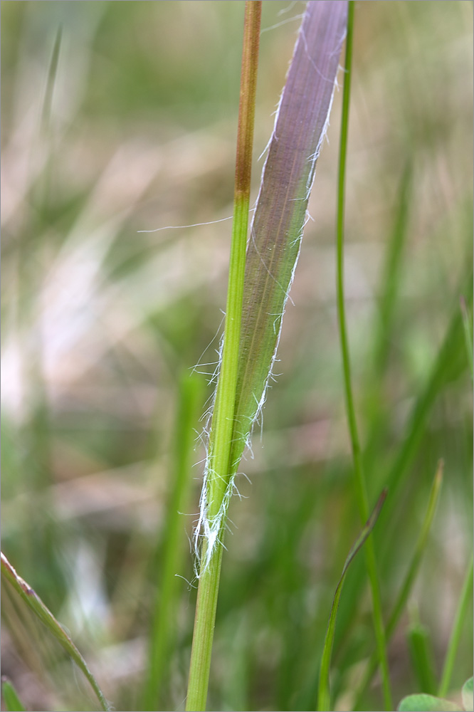 Image of genus Luzula specimen.