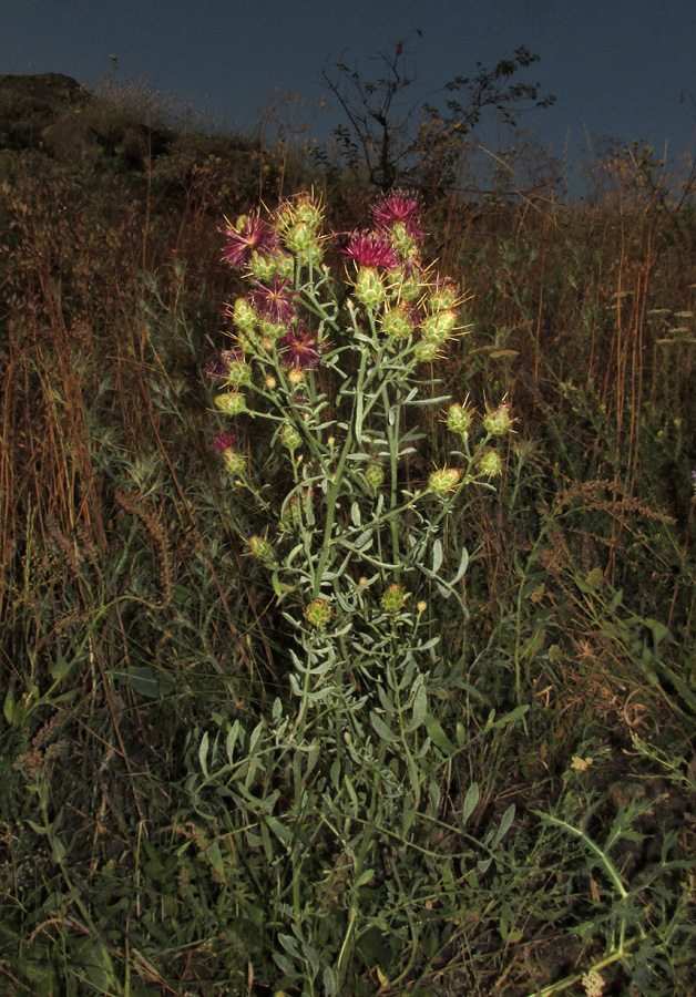 Image of Centaurea rubriflora specimen.