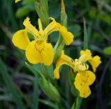 Iris pseudacorus