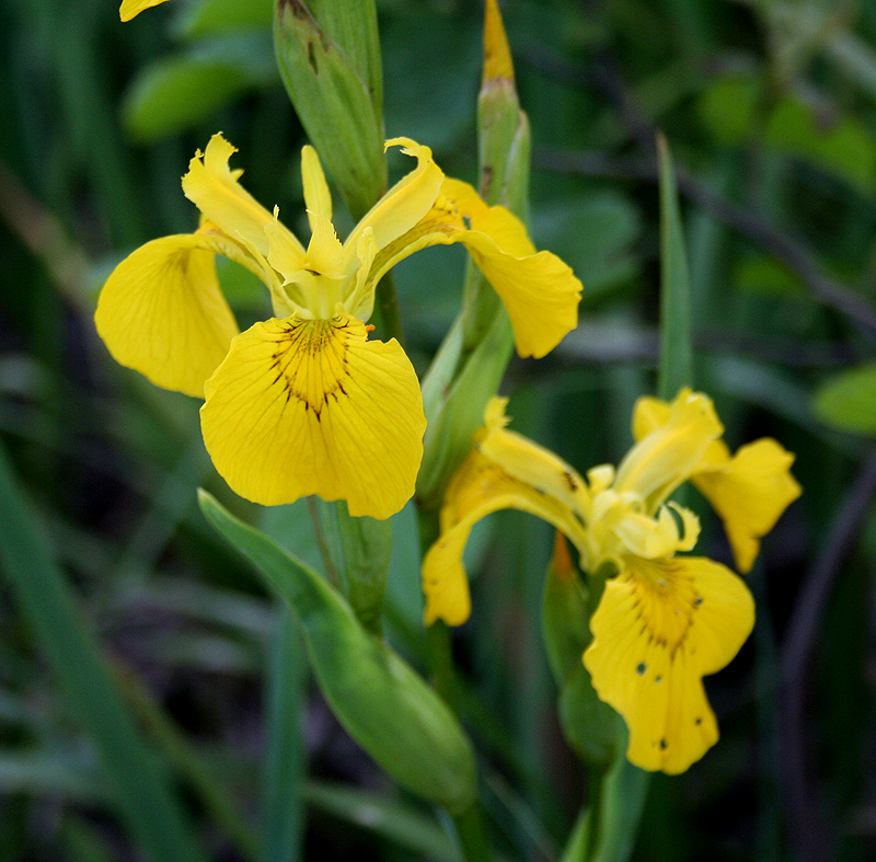 Изображение особи Iris pseudacorus.