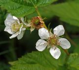 Rubus nessensis. Цветки и листья. Московская обл., Раменский р-н, окр. ж.-д. платформы Хрипань, просека под ЛЭП. 20.06.2015.