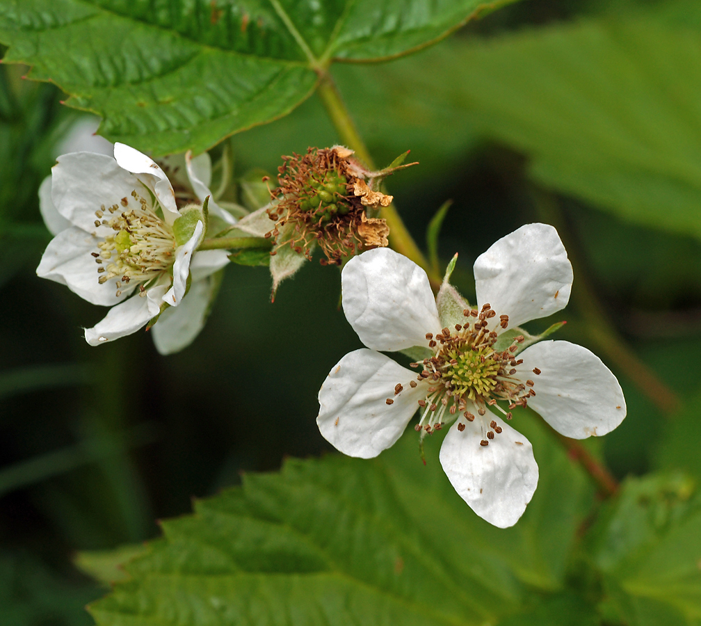 Изображение особи Rubus nessensis.