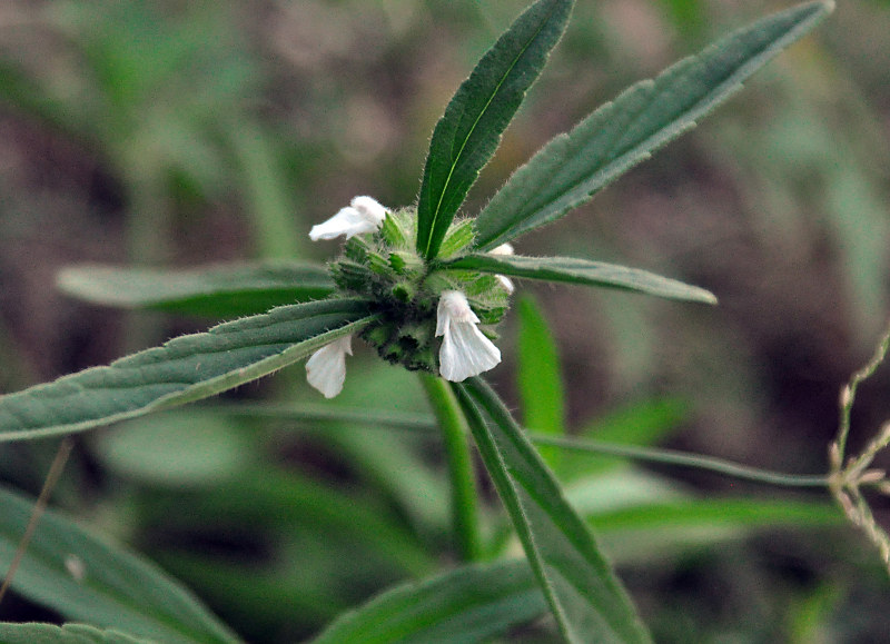 Image of Leucas lavandulifolia specimen.