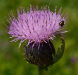 Klasea gmelinii. Соцветие c 14-пятнистой божьей коровкой (Coccinula quatuordecimpustulata). Татарстан, Лениногорский р-н, остепнённый склон. 16.06.2015.