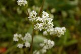 Galium boreale. Часть соцветия. Новгородская обл., г. Боровичи, луговой склон недалеко от оз. Сушанское. 13.06.2015.