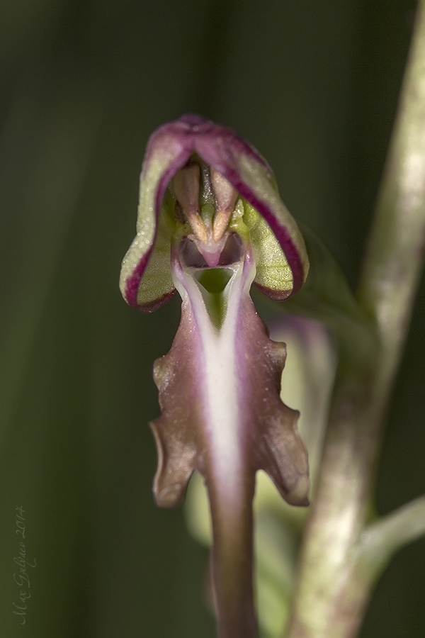 Image of Himantoglossum caprinum specimen.