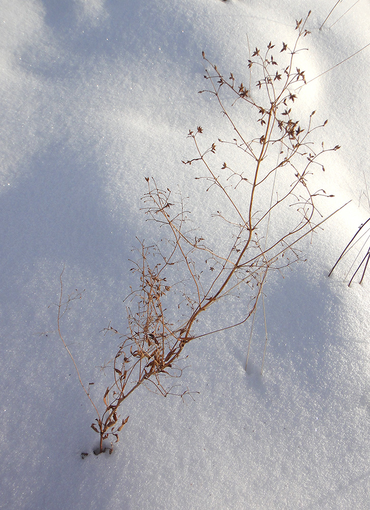 Image of Thalictrum simplex specimen.