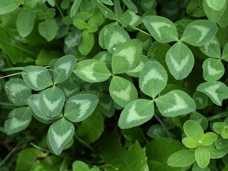 Изображение особи Trifolium pratense.