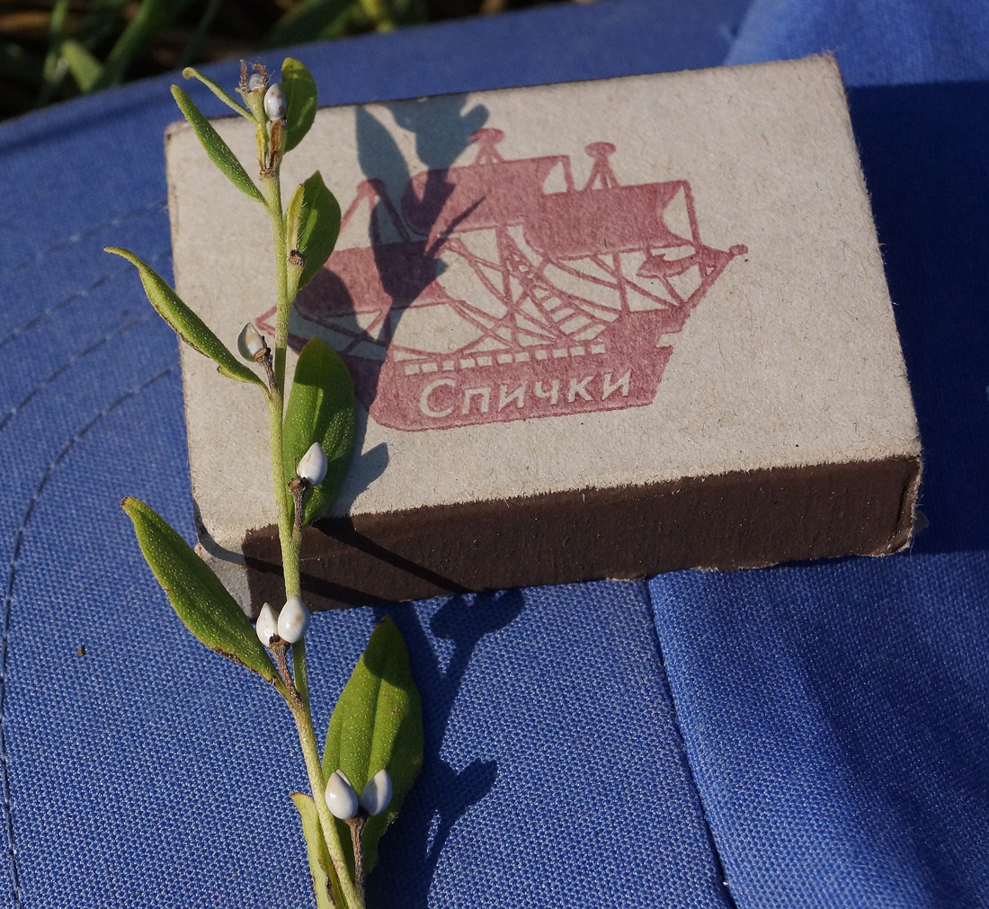 Image of Lithospermum officinale specimen.