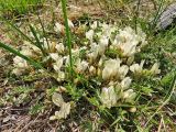 Astragalus scaberrimus