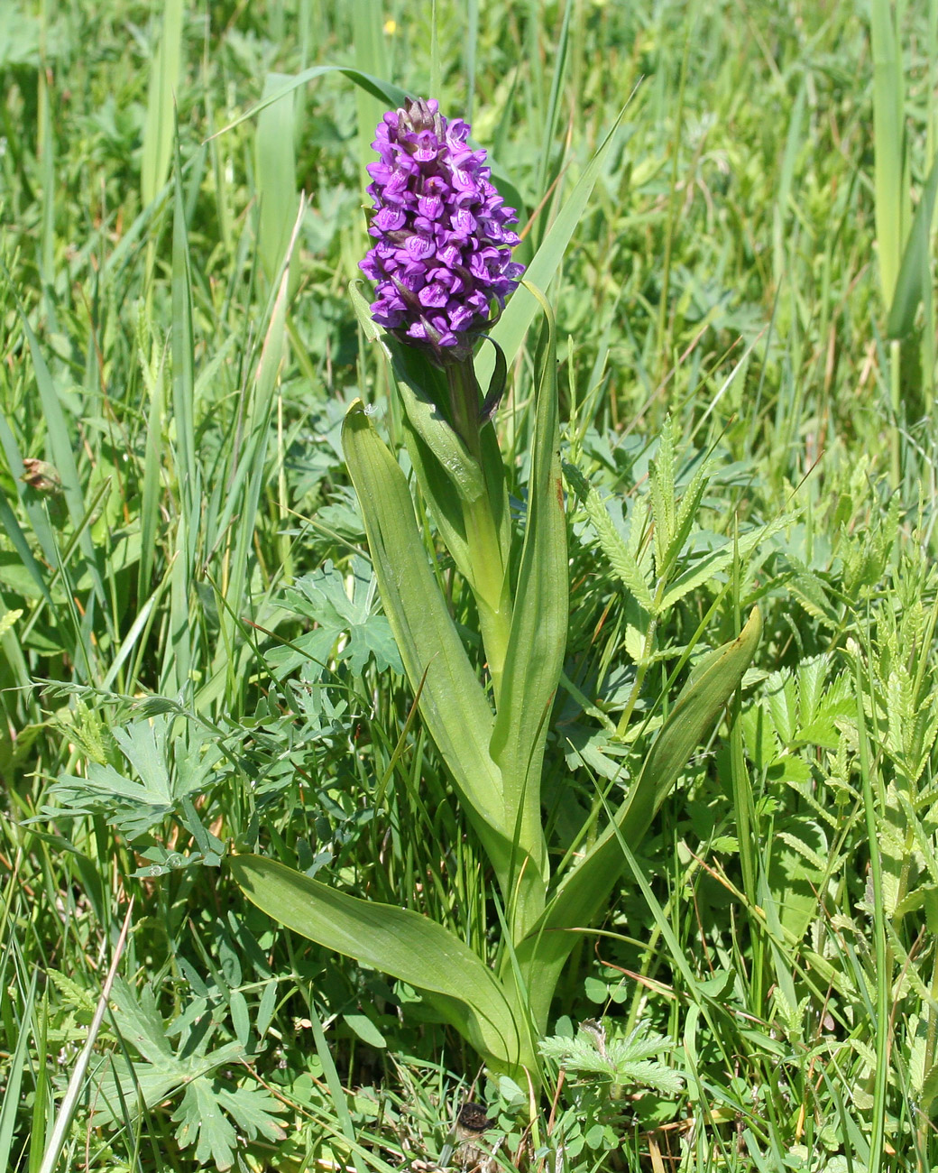 Image of Dactylorhiza incarnata specimen.