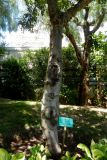Ceratonia siliqua. Cтвол взрослого дерева. Монако, Сады Святого Мартина (Jardin Saint Martin), в культуре. 23.07.2014.