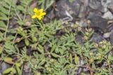 Potentilla bifurca