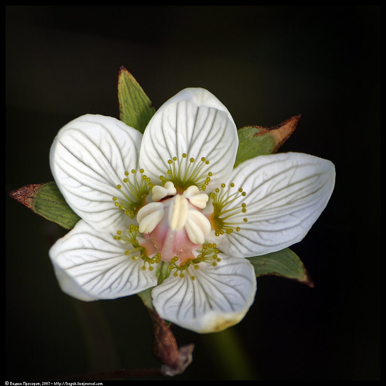 Изображение особи Parnassia palustris.