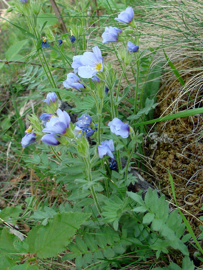 Image of Polemonium boreale specimen.