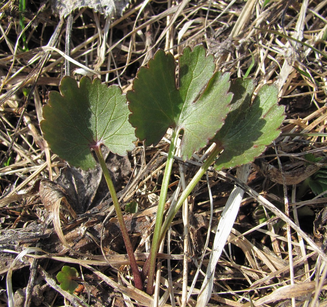Изображение особи Ranunculus auricomus.