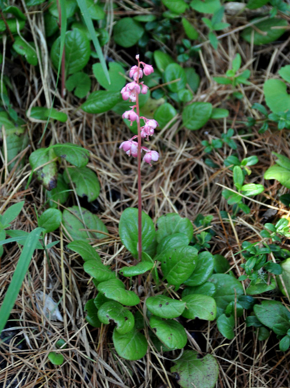 Изображение особи Pyrola incarnata.