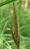 Carex atherodes. Отцветшие мужские колоски. Архангельская обл., Вельский р-н, окр. пос. Усть-Шоноша, болотистый лес. 25 июля 2010 г.