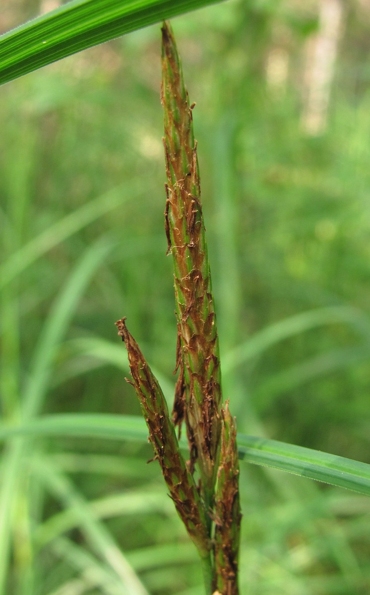 Изображение особи Carex atherodes.