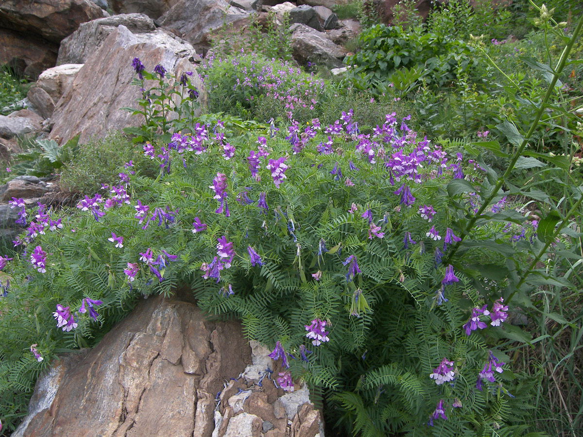 Изображение особи Vicia sosnowskyi.