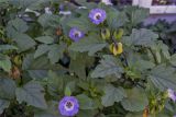 Nicandra physalodes. Верхушки цветущих и плодоносящих растений. Крым, окр. Судака, пос. Уютное, в озеленении. 04.10.2012.