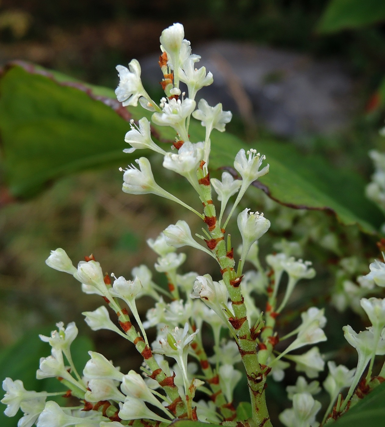 Изображение особи Reynoutria &times; bohemica.