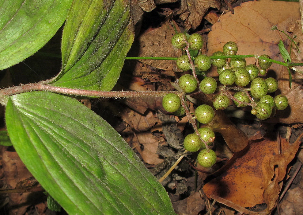 Изображение особи Smilacina hirta.